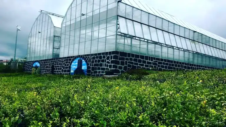 Türk Çayı'nın Genetik Mirası Korunuyor